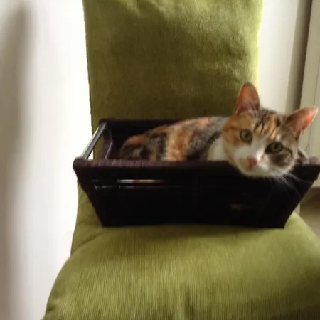 ベッド・アンド・ブレックファスト Le Jardin Des Poules 3*