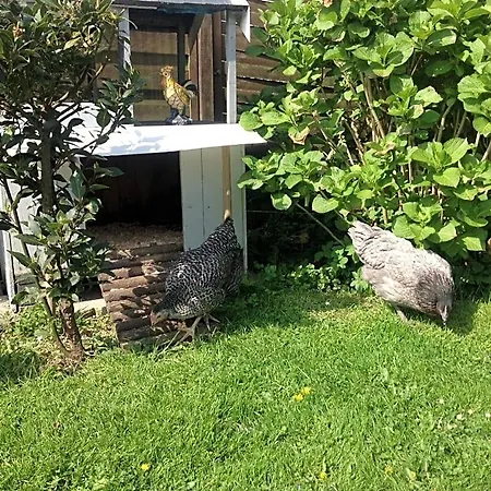Le Jardin Des Poules Thiétreville